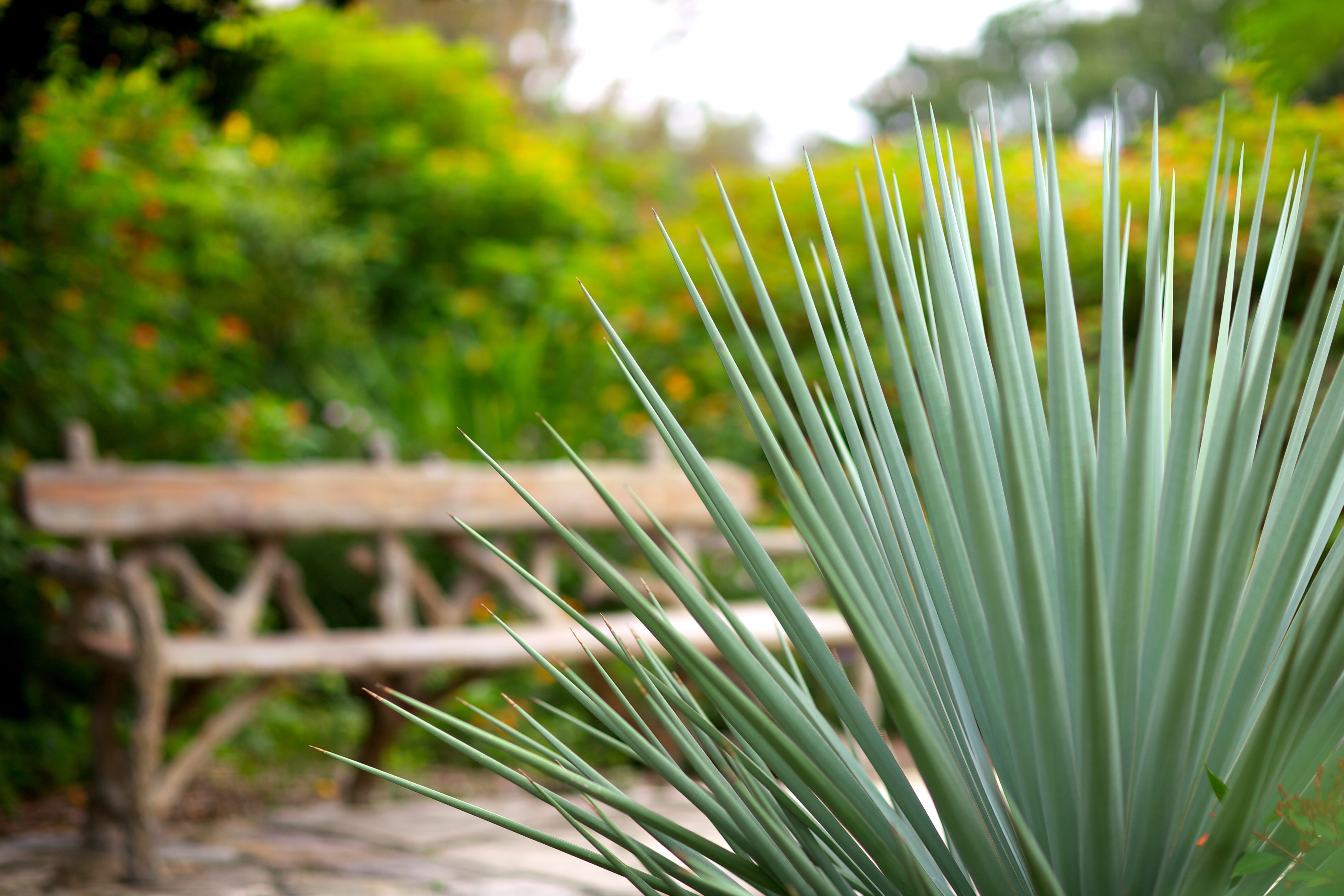 1488917488Yucca-Spanish-dagger-SABG-old-fashioned-jr-IMG_2452.jpg