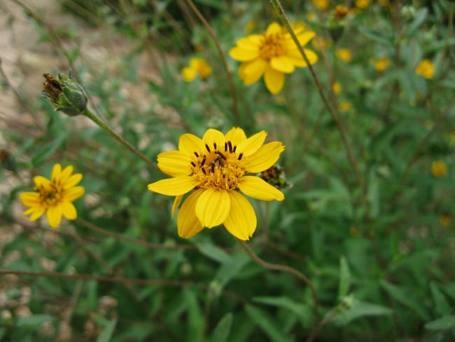 1488922019wedelia-texana-detail.jpg