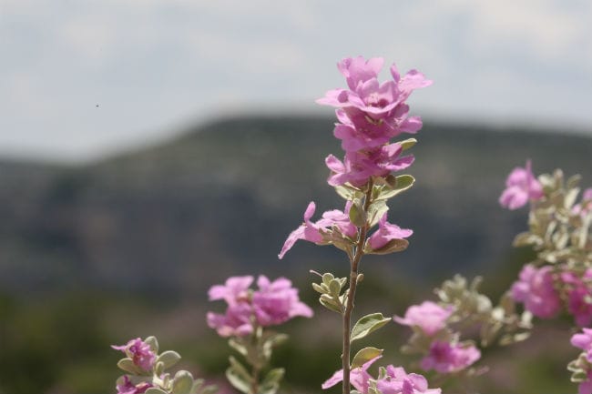 1488923944Cenizo-Leucophyllum-frutescens-detail-8-2016-brad-wier.jpg