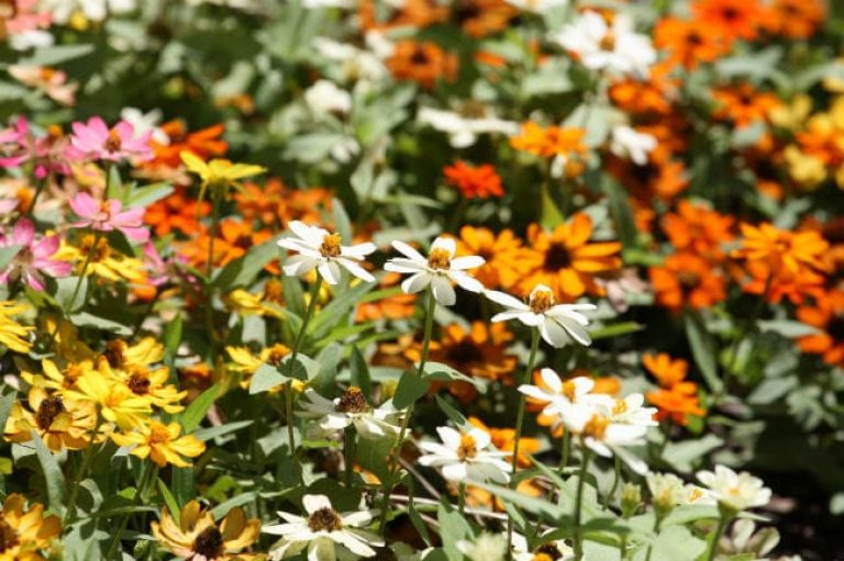 1488926202Zinnia-profusion-Zinnia-angustifolia-detail-Riverwalk-Brad-Wier-6-2016.jpg