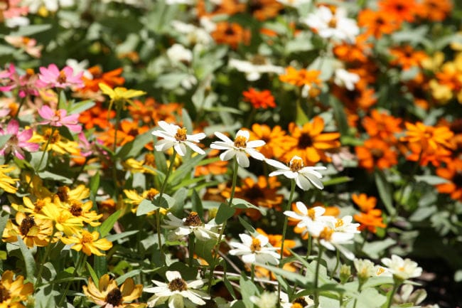 1488926202Zinnia-profusion-Zinnia-angustifolia-detail-Riverwalk-Brad-Wier-6-2016.jpg
