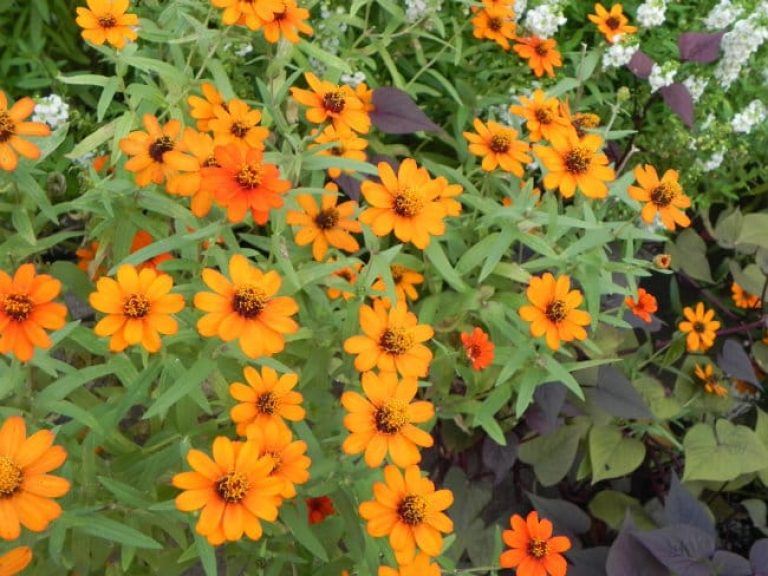 1488926210Zinnia-Profusion-Zinnia-x-detail.jpg