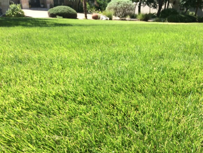 1488926420Zoysia-Zoysia-sp-form-irrigated-Stone-Oak-7-2015.jpg