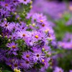 aster