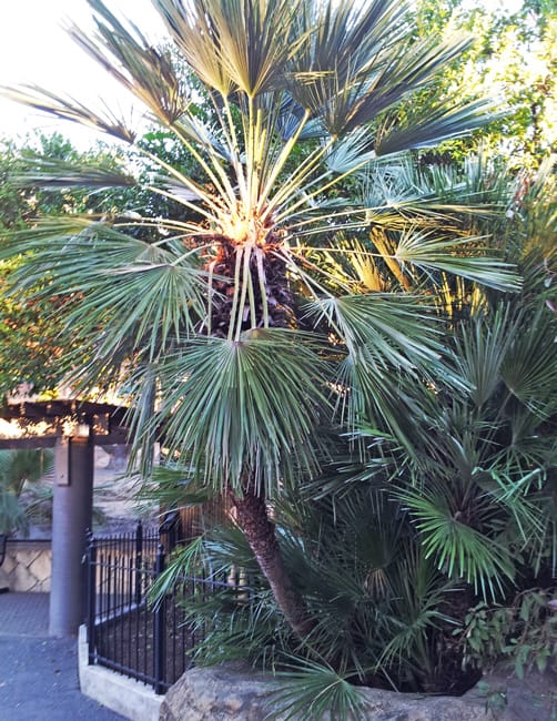 1488975513palm-fan-mediterranean-chamaerops-humilis-form.jpg