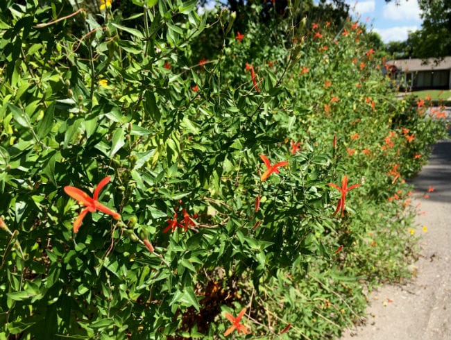 1488981259Hummingbird-bush-Anisacanthus-wrightii-form-Terrell-Heights-7-2015-bmw.jpg