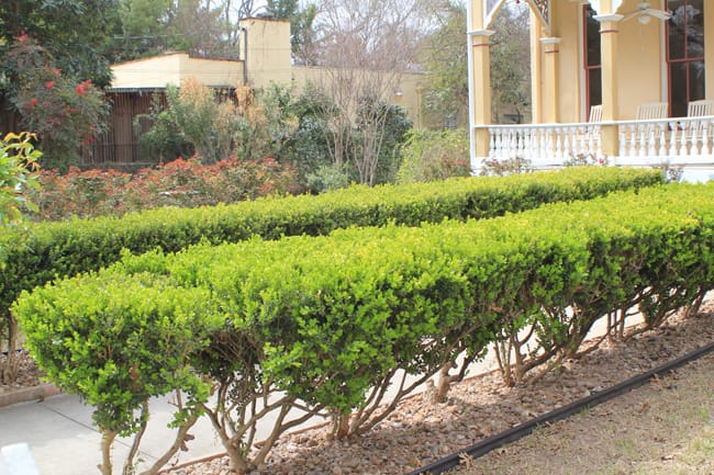 1488981293Boxwood-Buxus-spp-king-william.jpg