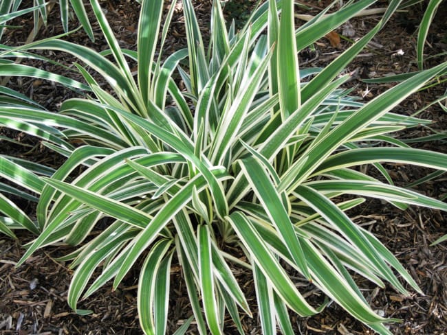 1488986562Flax-Lily-Dianella-tasmanica-form.jpg