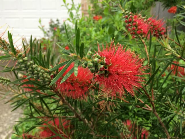 1488986793Bottlebrush-tree-Callistemon-linearis-detail-flowering-April.jpg