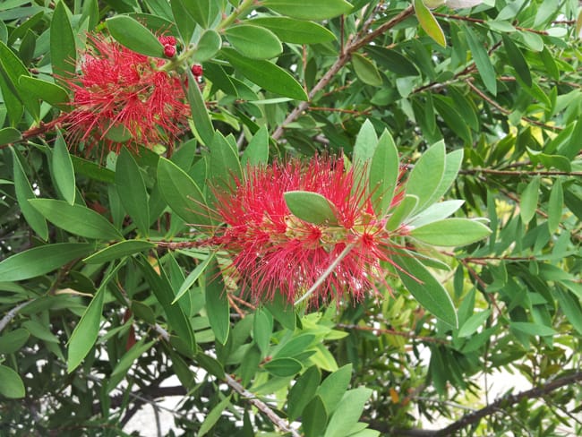 1488986818Bottlebrush-Callistemon-citrinus-detail-9-2014.jpg