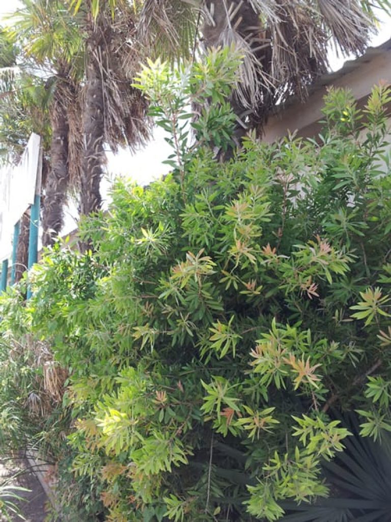 1488986834Bottlebrush-Callistemon-sp-form-Snake-Farm.jpg