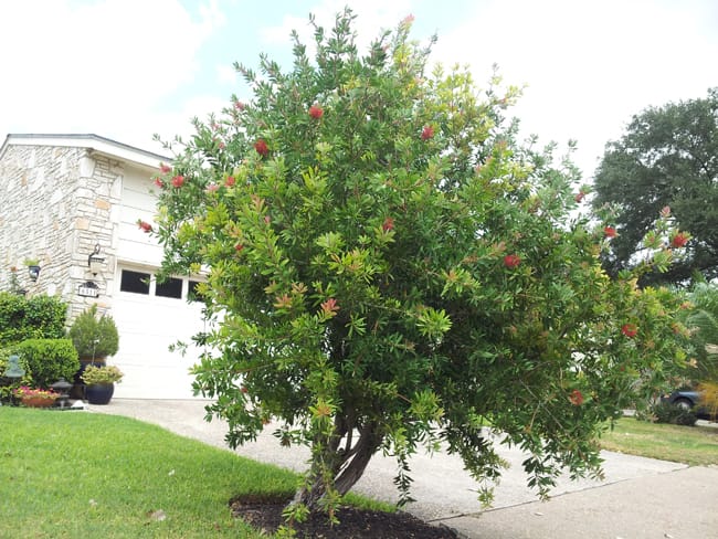 1488986847Bottlebrush-Callistemon-citrinus-form-Hollyhill-9-2014.jpg