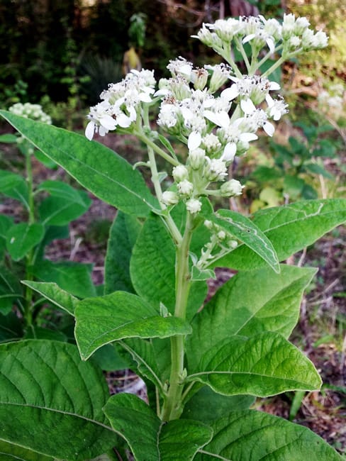 1488988073Frostweed-Verbesina-virginica-detail.jpg
