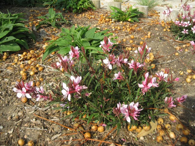 1488988381Guara-lindheimeri-form.jpg