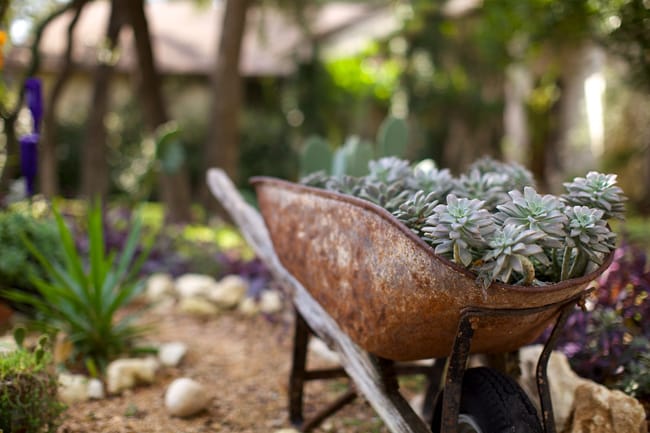 1488988728Ghost-plant-Graptopetalum-paraguayense-form-wheelbarrow.jpg