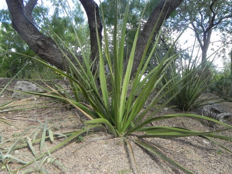 1488989115Giant-Hesperaloe-Hesperaloe-funifera-form-sabg-8-2014.jpg