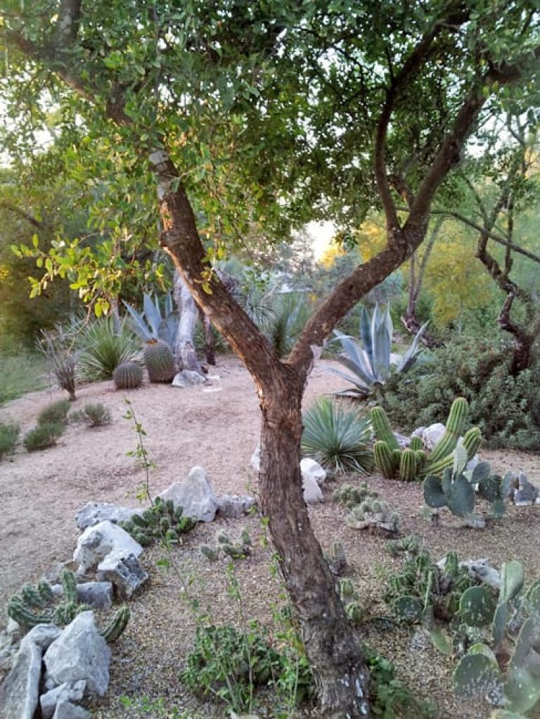 1488989130Hackberry-Spiny-Celtis-pallida-form-SABG.jpg
