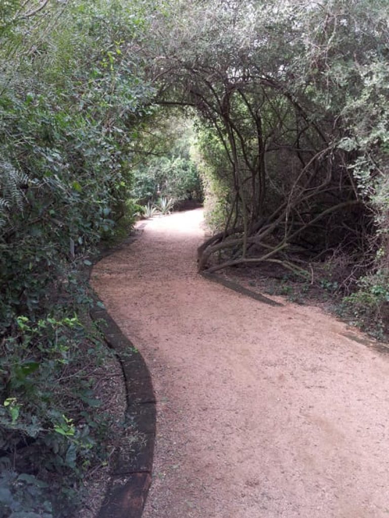 1488989134Hackberry-Spiny-Celtis-pallida-walkway-brush-sculpture.jpg