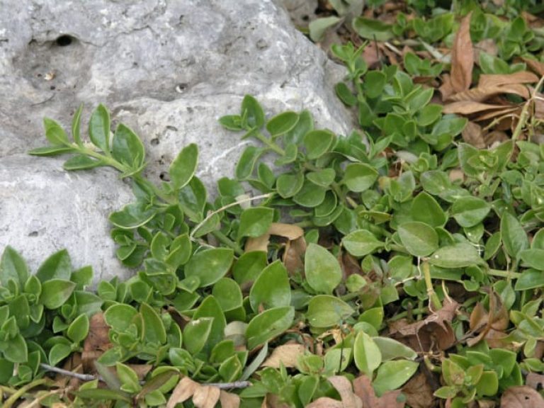 1488989570Ice-Plant-Aptenia-cordifolia-form.jpg