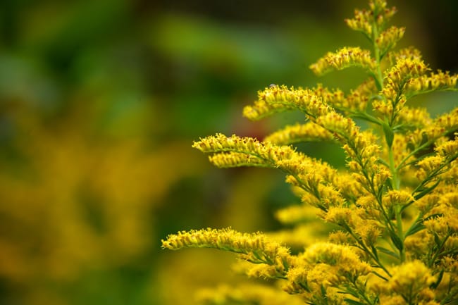 1488989848goldenrod-solidago-detail.jpg