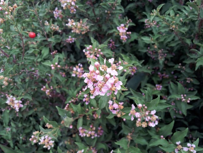 1488990650Barbados-cherry-Malpighia-glabra-detail-8-2014.jpg