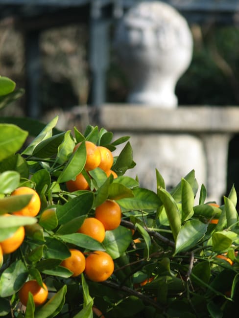 1488991070Calamondin-Citrus-mitis-detail.jpg