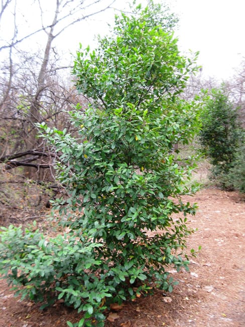 1488991417CHERRY-LAUREL-prunus-caroliniana-form.jpg