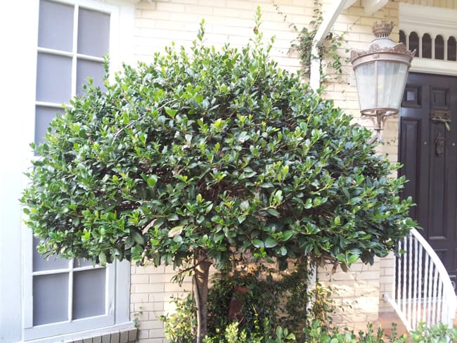 1488991882Holly-Burford-Ilex-cornuta-form.jpg
