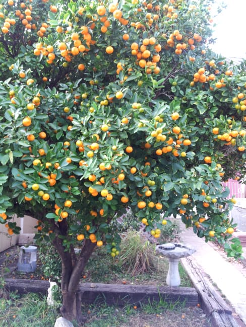 1488992690Calamondin-Citris-mitis-form2.jpg