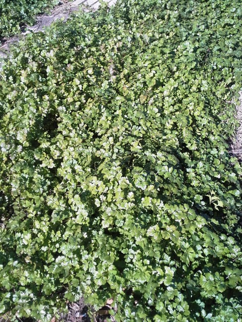 1488996651Cilantro-Coriandrum-sativum-form.jpg
