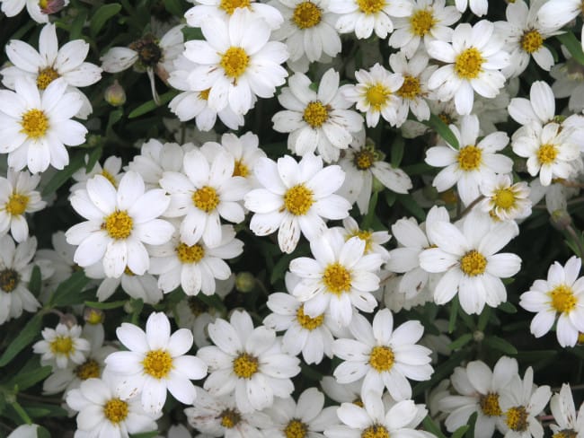 1488996744Blackfoot-Daisy-Melampodium-leucanthum-bloom-detail.jpg