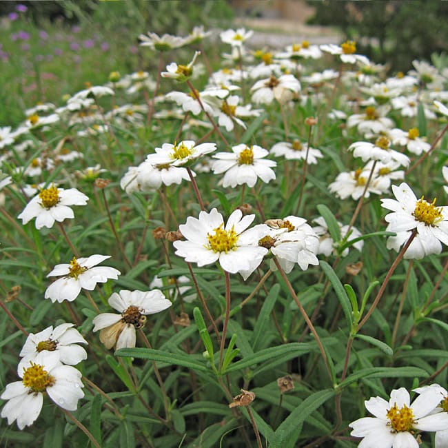 1488996747Blackfoot-Daisy-Melampodium-leucanthum-detail.jpg