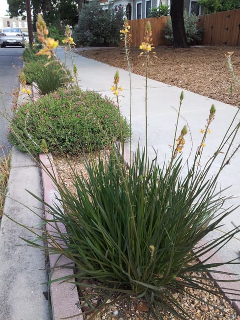 1488997387Bulbine-Bulbine-frutescens-form-July-2014.jpg