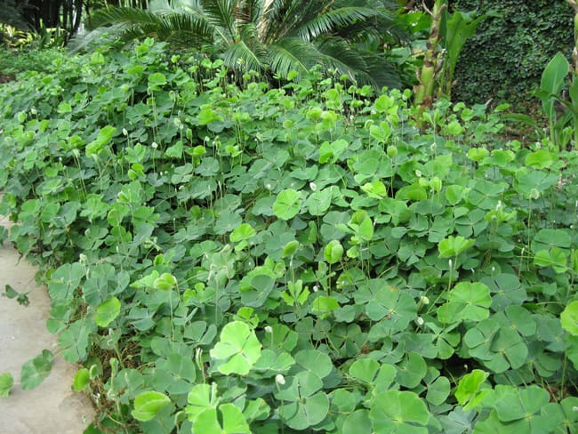 1488997794CLOVER-FERN-marsilea-macropoda-form.jpg