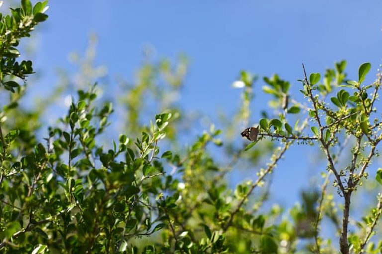 1488998072Coma-Bumelia-celastrina-detail-flowering-september-mitchell-lake-snout-butterfly.jpg