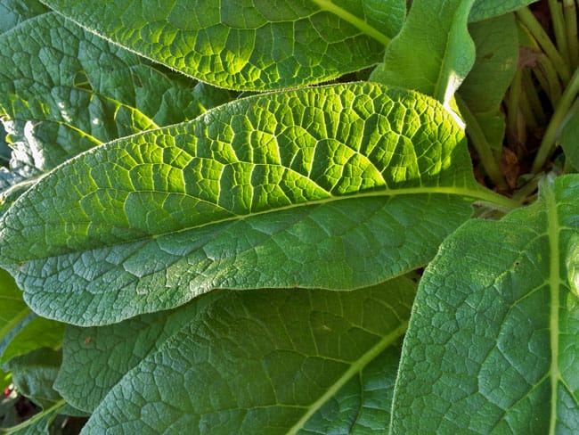1488998234Comfrey-Symphytum-officinale.jpg