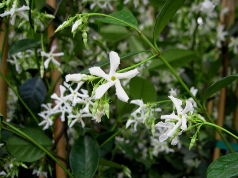 1488998341Confederate-Jasmine-Teachelospermum-jasminoides-extreme-detail.jpg