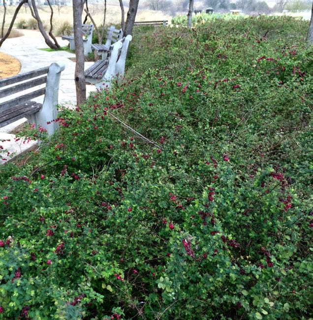 1488998781Coralberry-Symphoricarpos-orbiculatus-form-park-bench-February.jpg