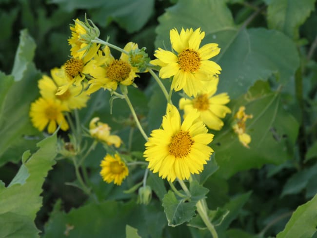 1488999206Cowpen-Daisy-Verbesina-encelioides-form4.jpg