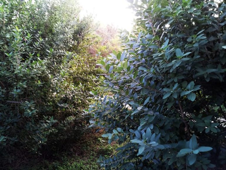 1488999353Coyotillo-Karwinskia-humboldtiana-form-botanical-shrub.jpg