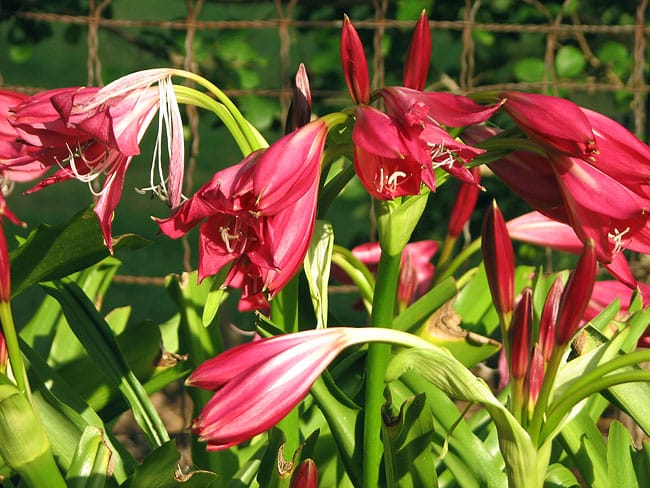 1488999891cemetery-lily-crinum-sp-detail.JPG