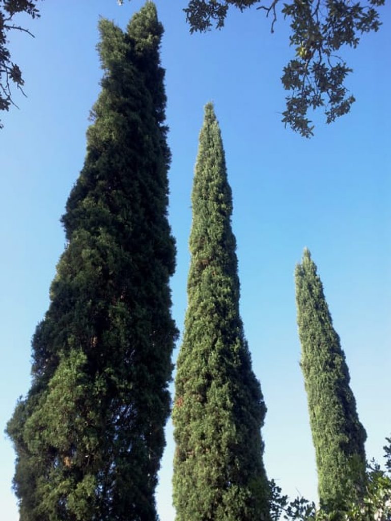 1489000485cypress-italian-cupresus-sempervirens-form.jpg