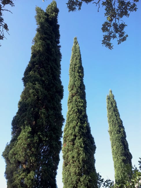 1489000485cypress-italian-cupresus-sempervirens-form.jpg