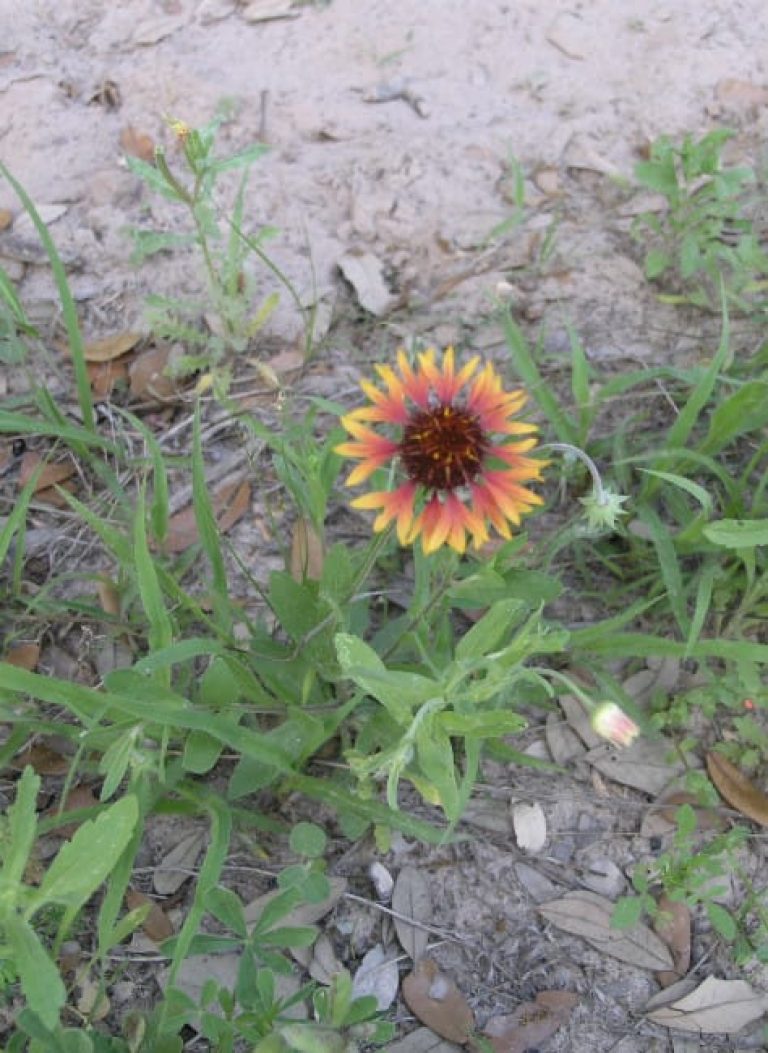 1489001103Prairie-gaillardia-Gaillardia-aestivalis-var-aestivalis-form.jpg