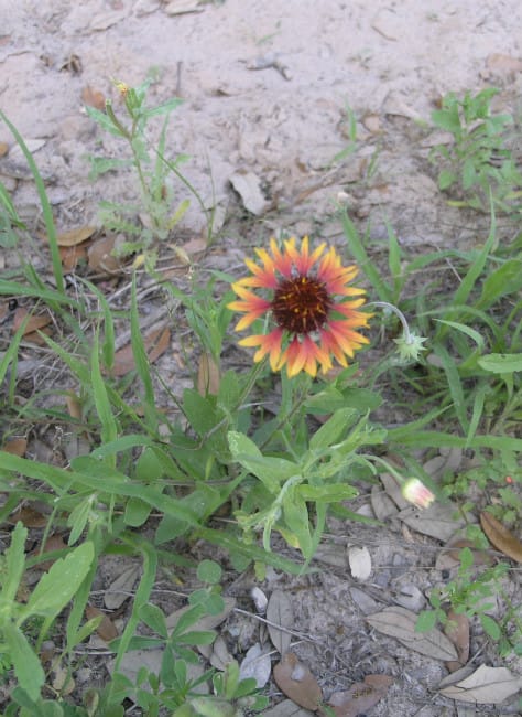 1489001103Prairie-gaillardia-Gaillardia-aestivalis-var-aestivalis-form.jpg