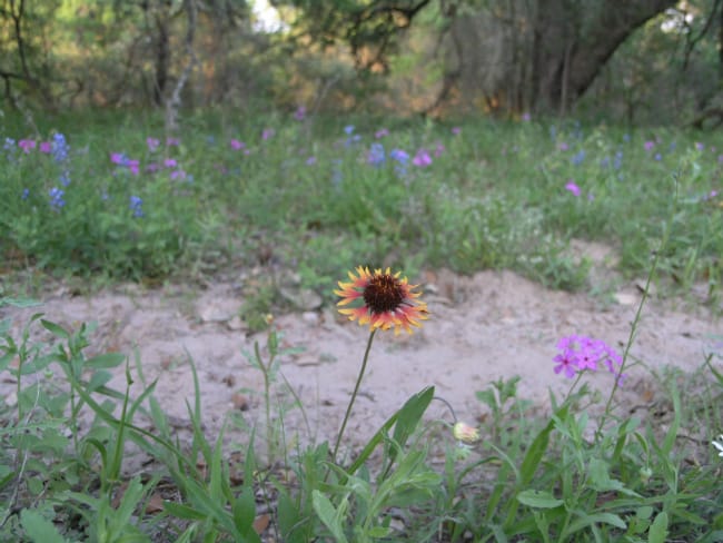 1489001106Prairie-gaillardia-Gaillardia-aestivalis-var-aestivalis-form2.jpg