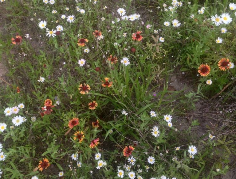 1489001111Prairie-gaillardia-Gaillardia-aestivalis-var-aestivalis-form3.jpg