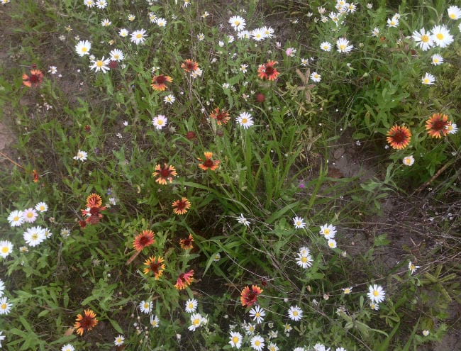 1489001111Prairie-gaillardia-Gaillardia-aestivalis-var-aestivalis-form3.jpg