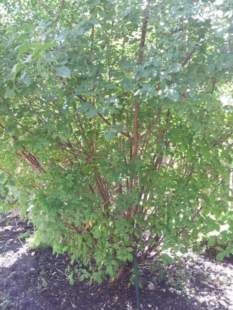 1489001951Hop-Tree-Ptelea-trifoliolata-form-Fair-Oaks-9-2014.jpg