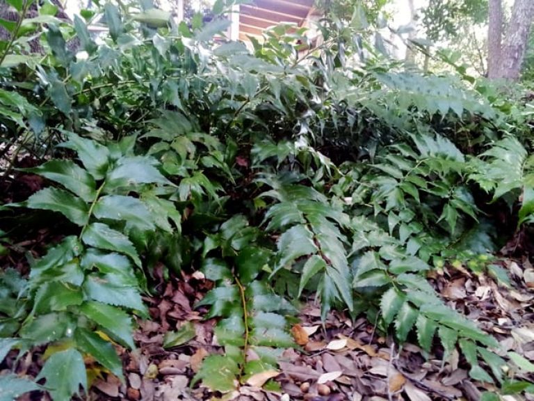 1489002446Holly-Fern-Cyrtomium-falcatum-detail.jpg
